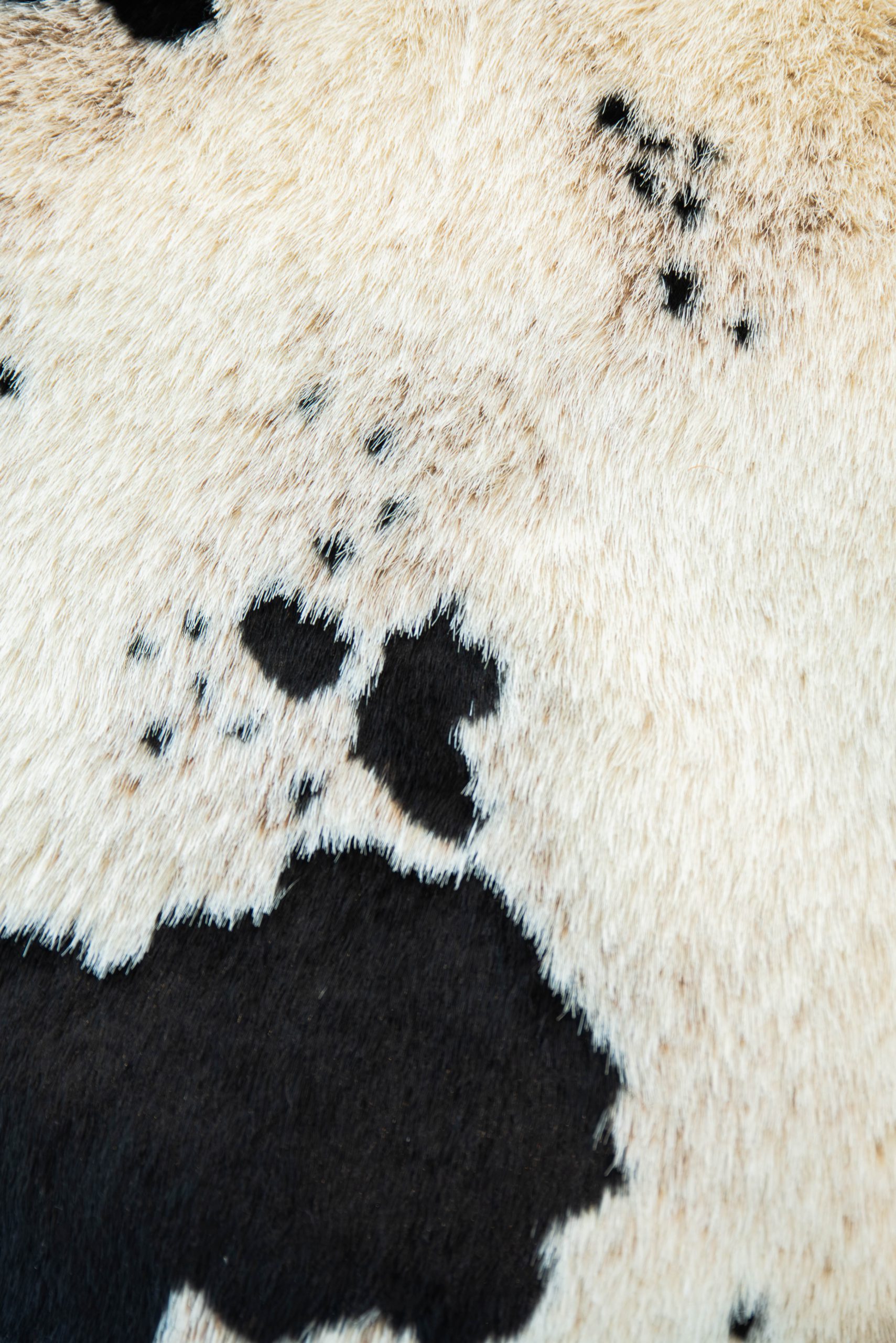 PUFF MUCCA - Imagen 3