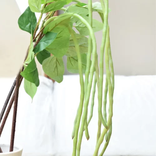 VARA CATALPA