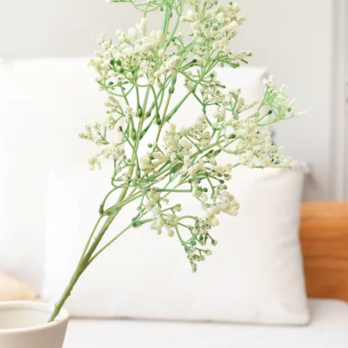 VARA GYPSOPHILA