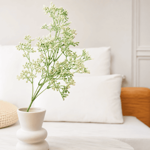 VARA GYPSOPHILA