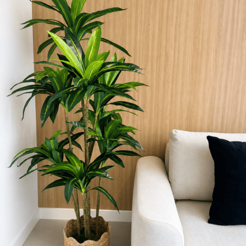 DRACAENA 180CM