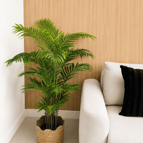 ARECA 140CM