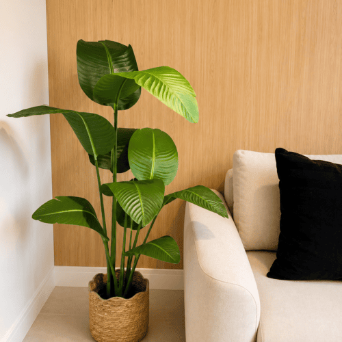 STRELITZIA 160CM